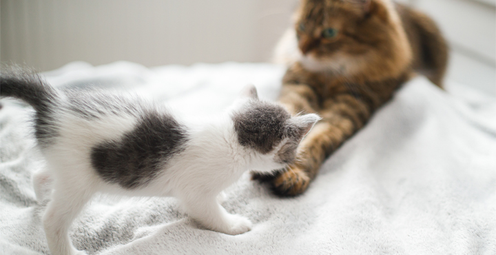 Le chat peut être jaloux de bébé : vrai ou faux ?